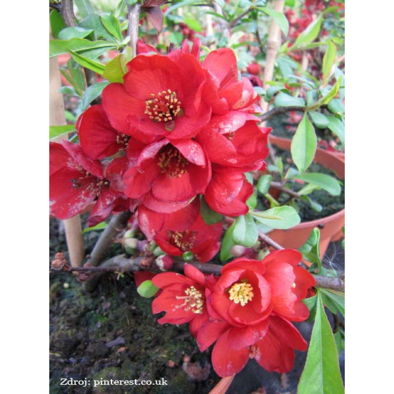 Crimson and Gold chaenomeles superba dulovec C3L/ 25-30