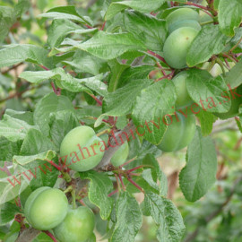 Zelená ringlota cudzoopelivá sladká kontajner C10L..