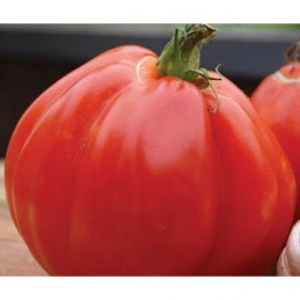 Abruzzese paradajka obria mäsitá hruškovitá 10 g..