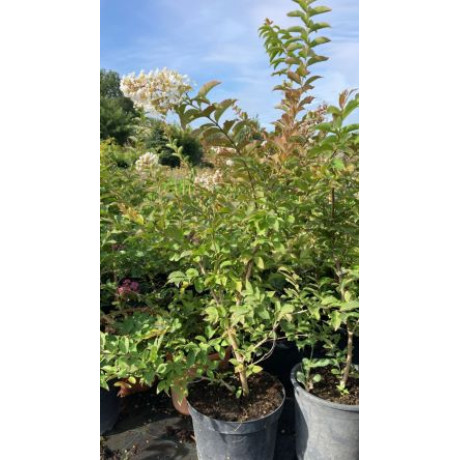 Acoma lagerstroemia indica biela ker myrta krepová kontajner C8L / 80-120cm rozvetvené