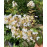 Acoma lagerstroemia indica biela ker myrta krepová kontajner C8L / 80-120cm rozvetvené
