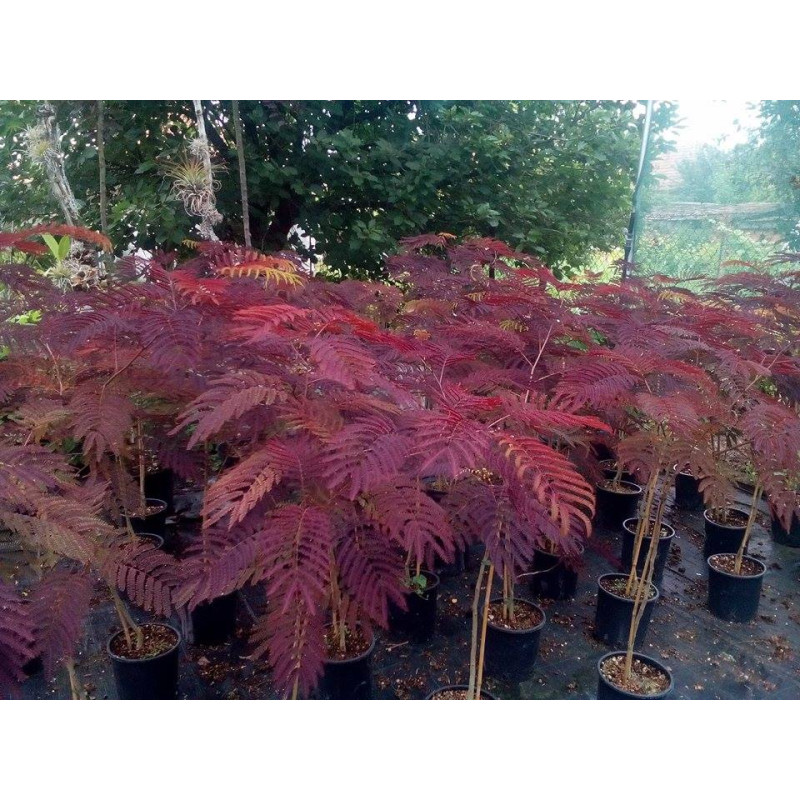 Albizia julibrissin Summer Chocolate kontajner C4L výška 100-150cm