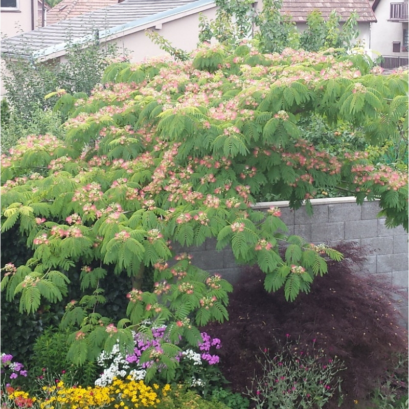 Ombrella Albizia julibrissin C35L / obvod kmeňa 10-12cm