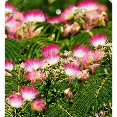 Ombrella Boubri Albizia julibrissin C3L / 30-40cm