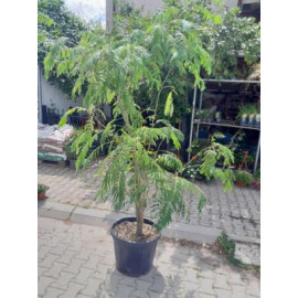 Albizia julibrissin viackmeň 200+cm kontajner C55L..