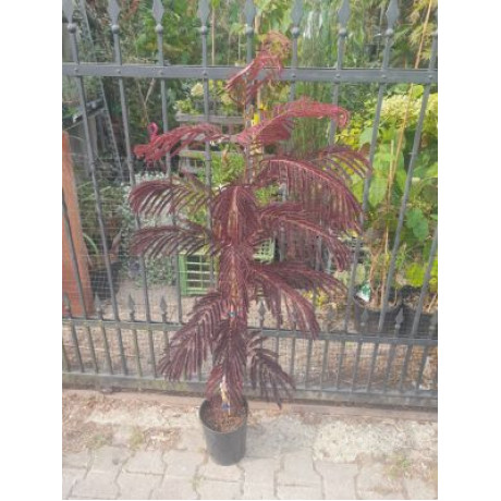 Albizia julibrissin Summer Chocolate kontajner C4L výška 100-150cm