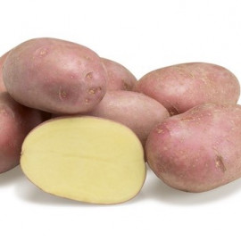 Alouette sadbové zemiaky veľmi odolné červené 5kg..