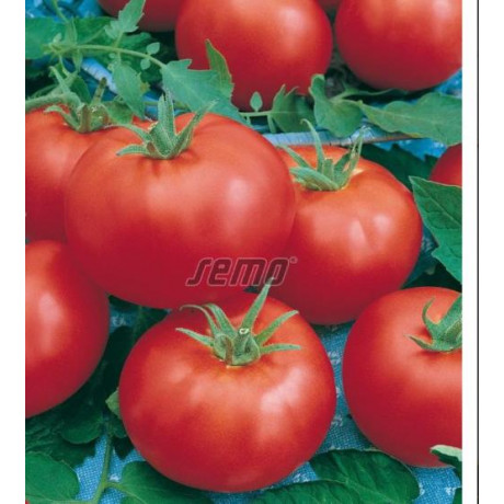 Ambros F1 rajčiak kolíkový univerzálny tolerantný 1 g