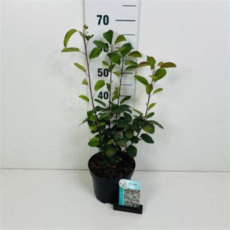 Spicata amelanchier muchovnik zakrslý C7,5L / 60-80cm