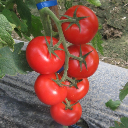 Artiglio F1 kolíková paradajka rezistentná 250 semien