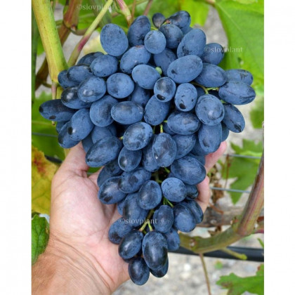 Atos vinič stolový rezistentný modrý super skorý prostokorenný