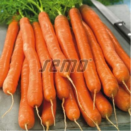 Babetka mrkva karotka veľmi skorá  výnimočne sladká 1g