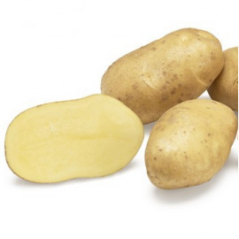 Babylon zemiaky sadbové stredne skoré žlté 5kg