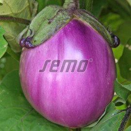 Beatrice F1 baklažán poloskorý Profi 1000 semien..