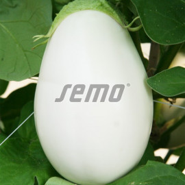 Clara F1 baklažán biely náhrada Albin 1000 semien..