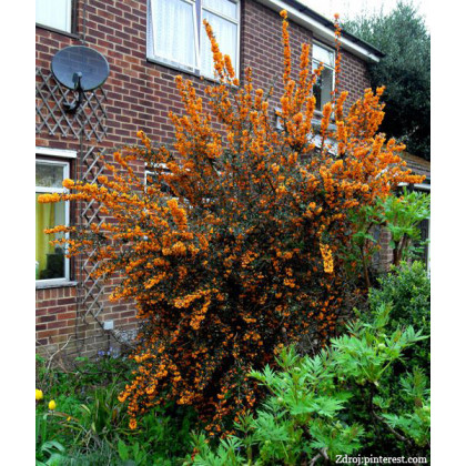 Orange King berberis dráč C4,5L / 40-50cm