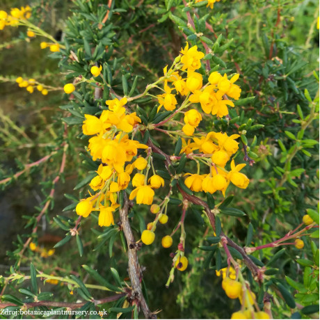 Stenophylla berberis dráč C3L