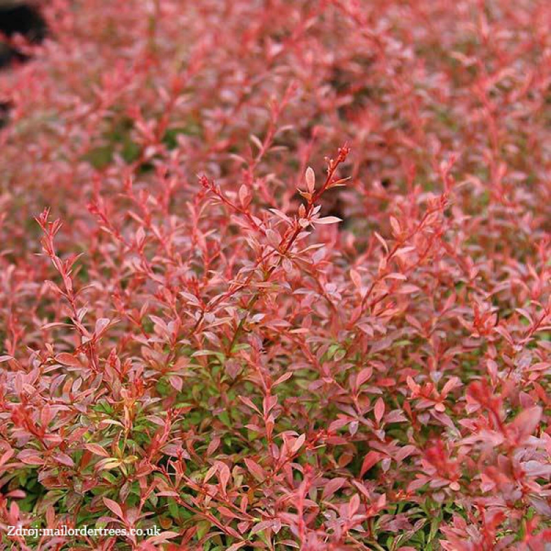 Orange Dream berberis thunbergii dráč C2L