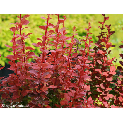 Orange Rocket berberis thunbergii dráč C2L