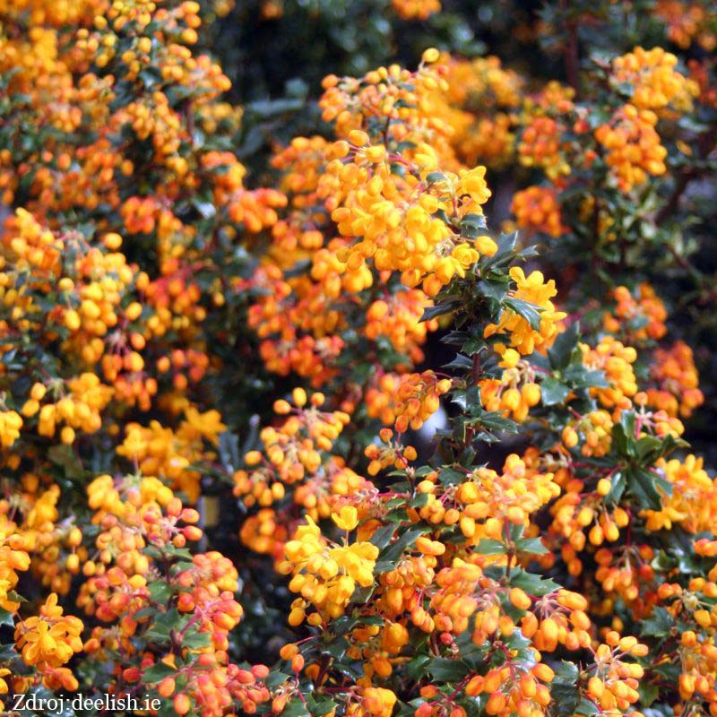 Mystery Fire berberis lologensis dráč C5L/ 30-40