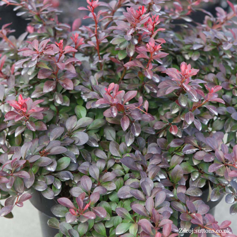 Atropurpurea Nana berberis thunbergii dráč zakrslý C2L/ 15-20