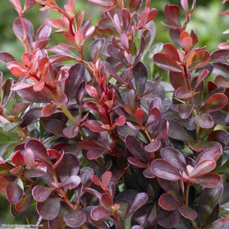 Atropurpurea berberis thunbergii dráč C2L/ 25-30