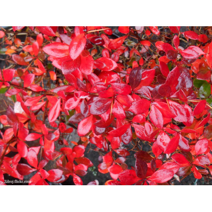 Red Jewel berberis media dráč C2L/ 25-30