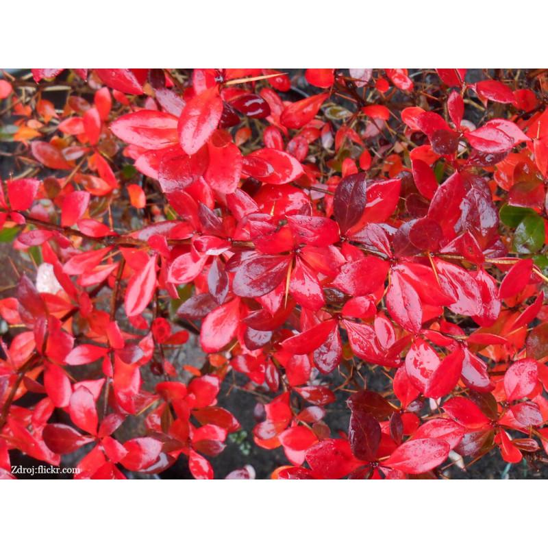 Red Jewel berberis media dráč C2L/ 25-30