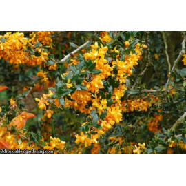 Apricot Queen berberis lologensis dráč C3L/ 25-30..