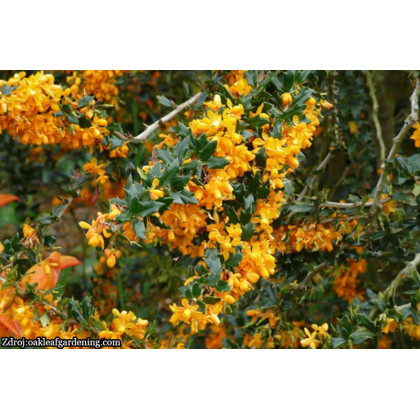 Apricot Queen berberis lologensis dráč C3L/ 25-30