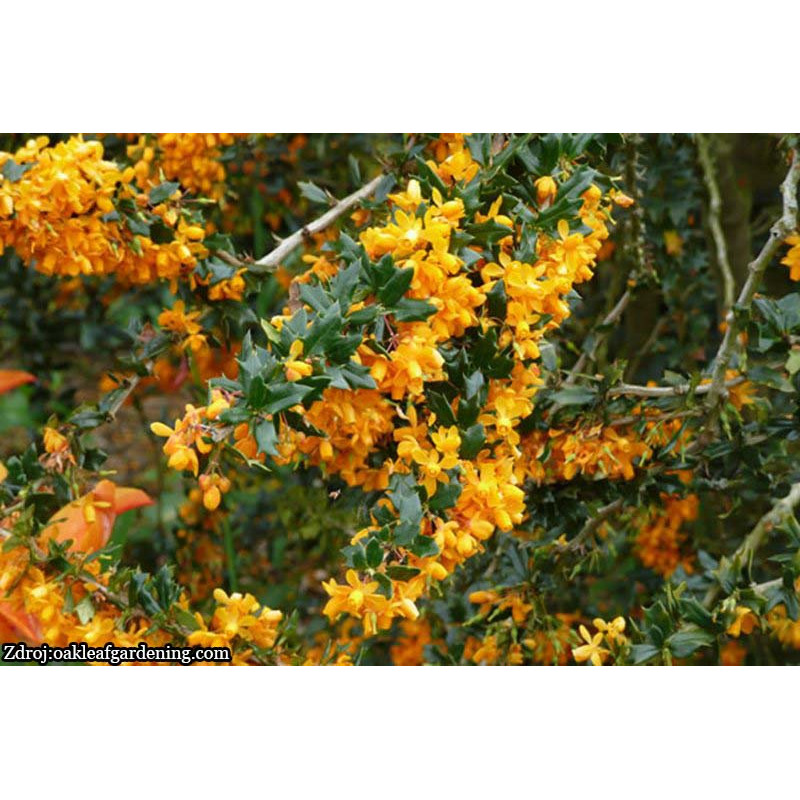 Apricot Queen berberis lologensis dráč C3L/ 25-30