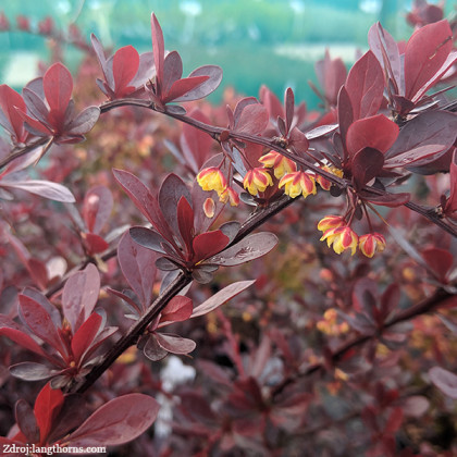 Red Chief berberis thunbergii dráč C3L/ 30-40