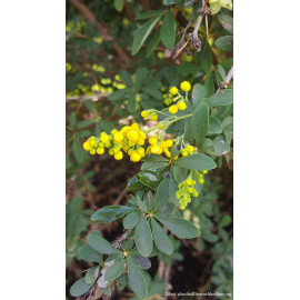 Candidula berberis dráč C2/ 20-25