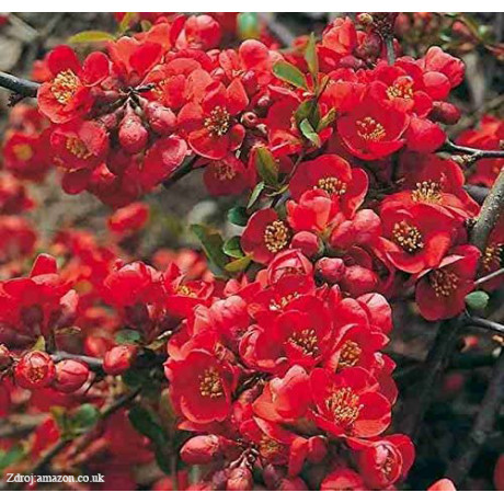 Fire Dance chaenomeles superba dulovec C3L/ 25-30