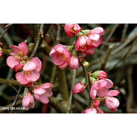 Pink Lady chaenomeles superba dulovec C3L/ 25-30