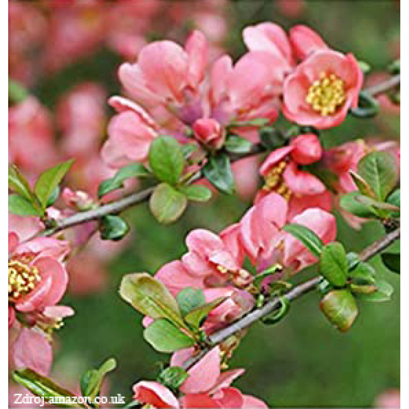 Pink Trail chaenomeles superba dulovec C3L/ 25-30