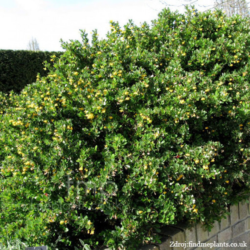 Nana berberis buxifolia dráč C2L/ 15-20