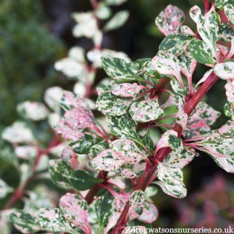 Starburst berberis thunbergii dráč C2L