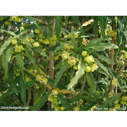 Gagnepainii var. lanceifolia berberis dráč C2L/ 25-30