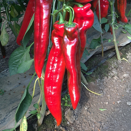 Bercel F1 paprika sladká úzka dlhá 1ks planta NOVÉ