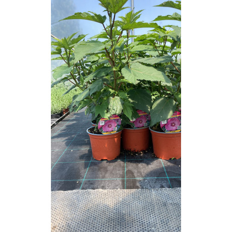 Berry Awesome Summerific ibistek bahenný kontajner C2L 