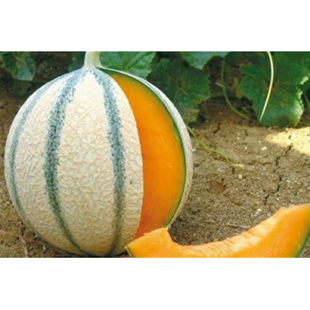 Donatello F1 melón cukrový odolný skorý vrúbľovaný 1ks