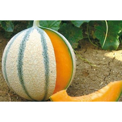 Anasta F1 melón cukrový odolný skorý vrúbľovaný 1ks