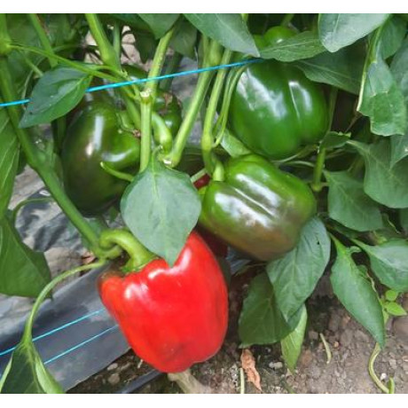 Balta F1 paprika skorá sladká vysoko rezistentná obrie plody 100 semien