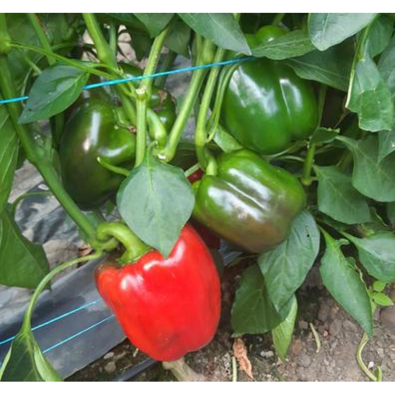 Balta F1 paprika skorá sladká vysoko rezistentná obrie plody 100 semien