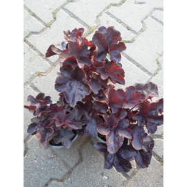 Black Forest Cake Heuchera nízka červené kvety kon..
