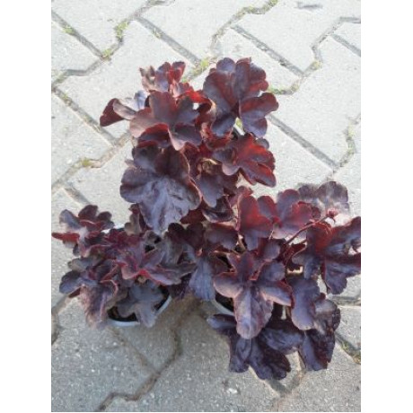 Black Forest Cake Heuchera nízka červené kvety kontajner P12cm