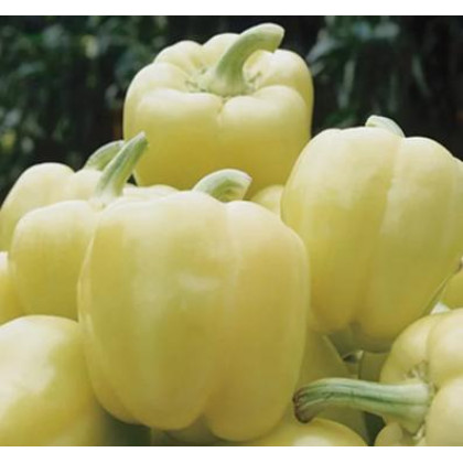 Blondy F1 paprika veľmi skorá sladká vysoko výnosná 100 semien