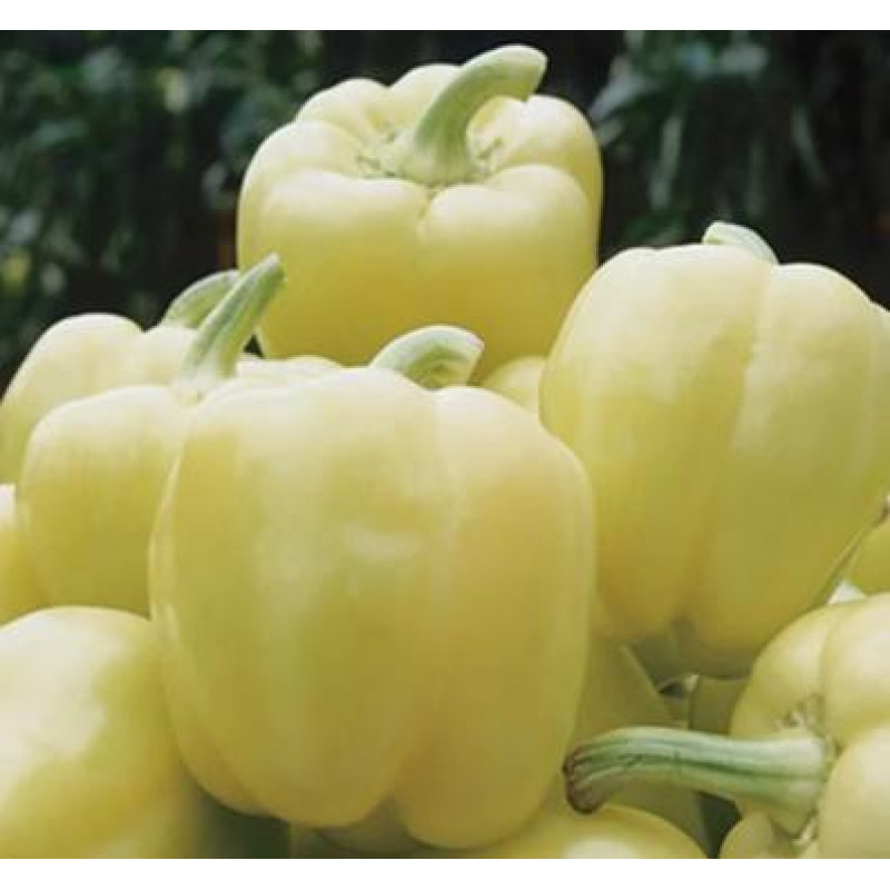 Blondy F1 paprika veľmi skorá sladká vysoko výnosná 100 semien