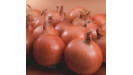 Cibuľa osivo semená profi Syngenta Cibuľa osivo semená profi Syngenta
